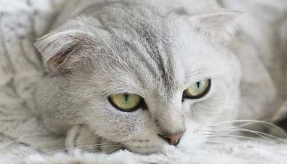 开云体育APP-中超浙江队新帅阿洛伊西：球队将以崭新面貌迎接新赛季